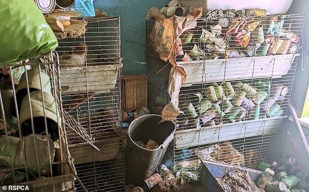 The images also reveal the filthy conditions in which the animals lived, surrounded by feces, urine and empty food cans.