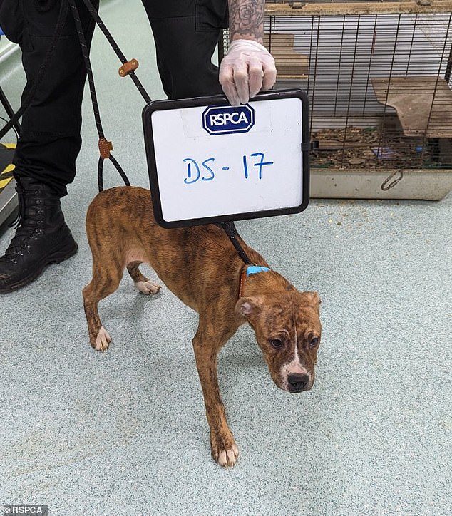 Raya was one of 15 puppies taken to the RSPCA Birmingham Animal Hospital, where staff worked into the early hours of the morning to make everyone comfortable.