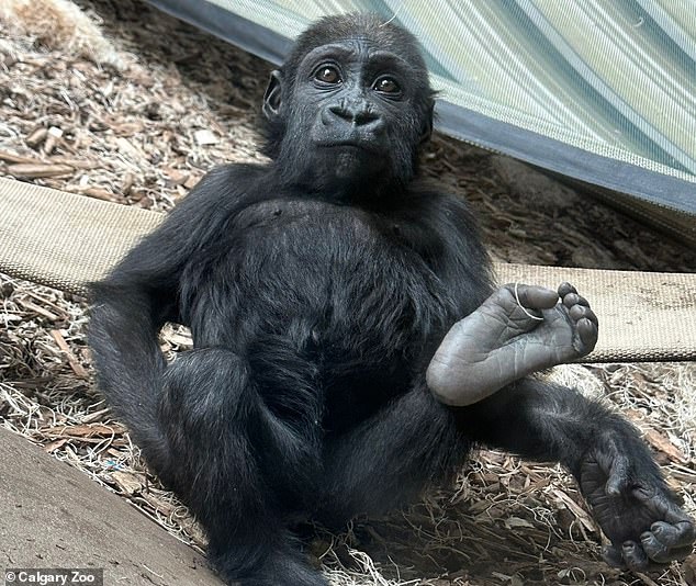 The zoo's gorilla team immediately removed the injured gorilla from the habitat before the veterinary team took over