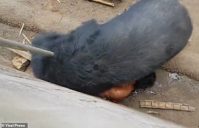 One of Naiphum's group ran into the enclosure and hit the bear in its cage with a stick.