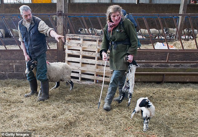 She said: 'Lambing time is always a difficult time of year. It has been hard on the flock and it has been hard on the pockets.