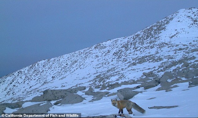 The species was thought to have been chased out of Lassen Volcanic National Park in the 1920s, but was spotted again in pack form last month. The Sierra Nevada Red Fox, which roamed Lassen Volcanic National Park in February, could benefit