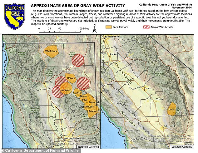 The gray wolf is a recovering endangered species protected by California and federal law, with nine known packs, including this one active in the state