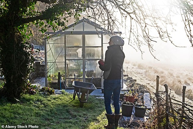 After the cold snap, check your plants for damage. If you grow semi-hardy crops, such as celery, they may have fallen victim to the cold.