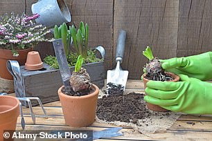 If planted now, hyacinth bulbs will bloom in the new year.