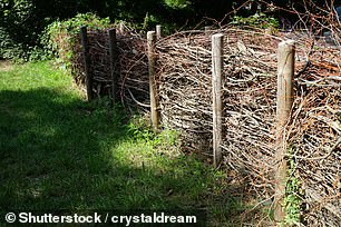 Turn tree and shrub pruning into a dead hedge (pictured)