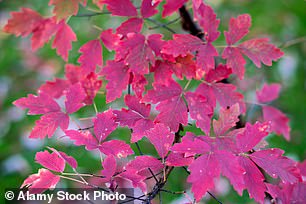 Paperbark maple (Acer griseum)