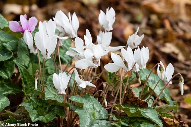 For an elegant display, fill a terracotta planter or pot with Cyclamen hederifolium 'album' (pictured)