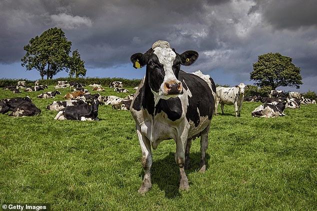 The California Department of Food and Agriculture began weekly testing of raw milk in bulk tanks in August after bird flu infected cattle in three Central Valley dairy herds.