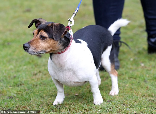 Her Majesty had to make the difficult decision to put adorable Jack Russell to sleep at the age of 13 after he was diagnosed with cancer