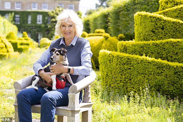 Camilla with Beth in Highgrove as an ITV documentary charting her guest editorship of Country Life in 2022 - her dogs also appeared on the magazine's cover