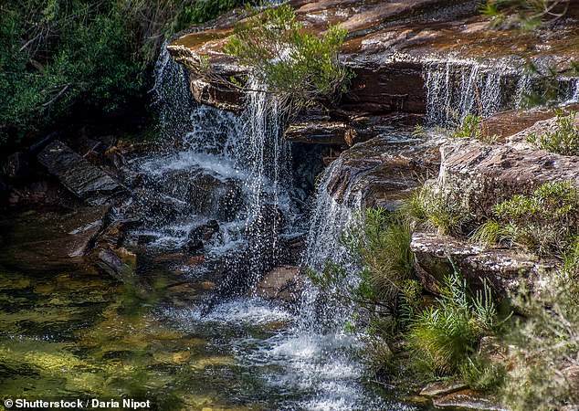 The man was swimming with friends at Winifred Falls (pictured) in Sydney's Royal National Park when the tragedy occurred.