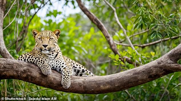 Harriet spots Sri Lankan leopards (pictured) and sloth bears in Yala National Park