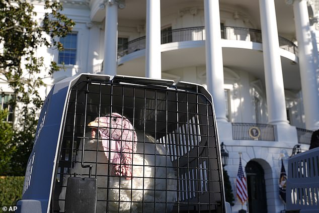 Blossom, one of two turkeys pardoned by President Joe Biden for Thanksgiving, sits in a crate on the South Lawn of the White House