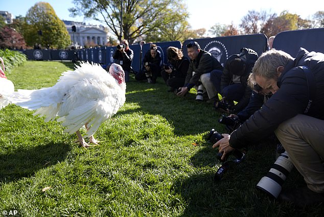 Photographers hunker down to get a photo of Blossom before the White House issues a pardon