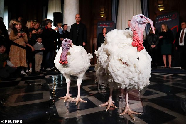 Blossom and Peach weigh 40 and 41 pounds respectively and were raised on a farm in Northfield, Minnesota