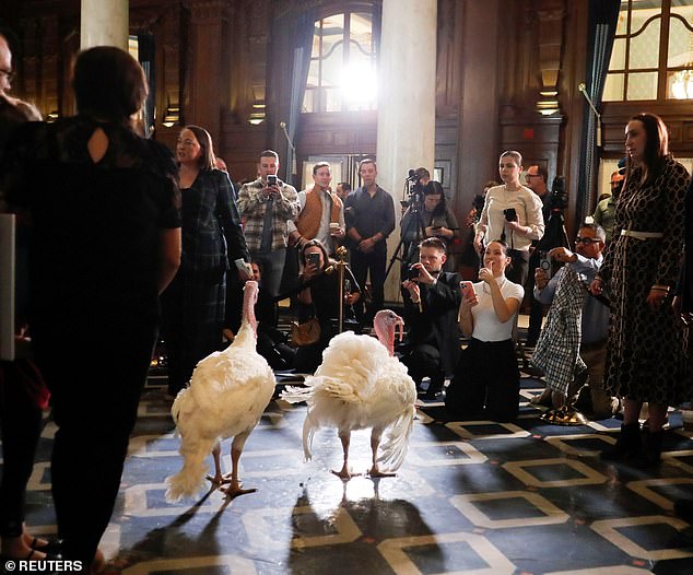 The two turkeys who were granted a reprieve pose for photos for the press at the famous Willard Hotel in Washington DC