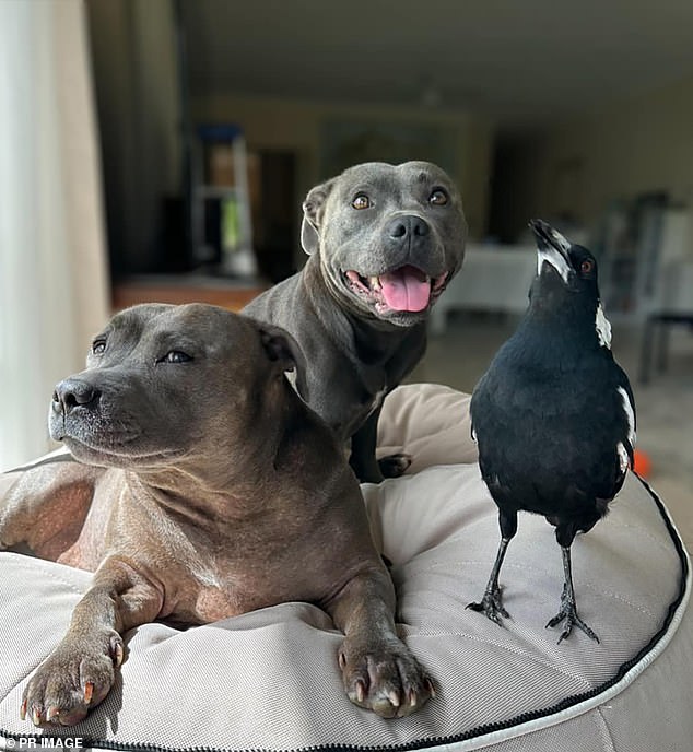 Molly and her canine companions, Peggy and Ruby, live with Juliette Wells and Reece Mortensen in their Gold Coast home and have become social media stars.