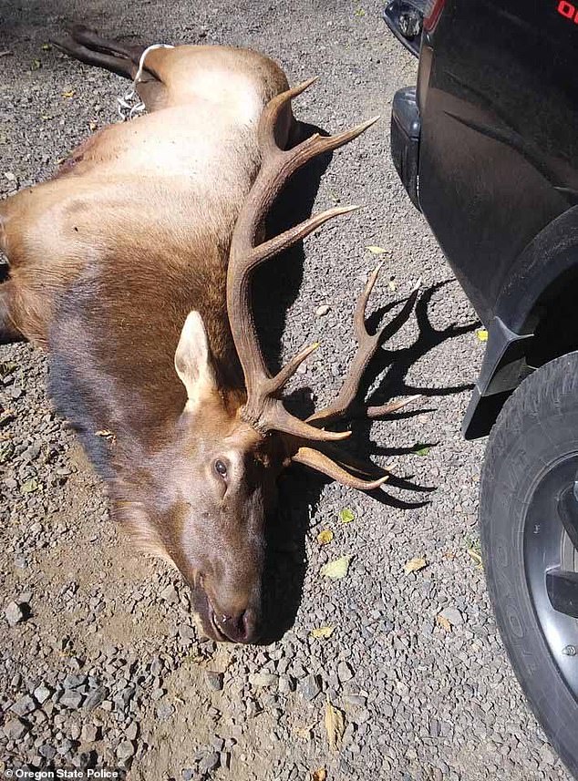 Mark David, 66, was gored to death by a moose (pictured) in the Trask Road area of ​​Tillamook County in August 2020.