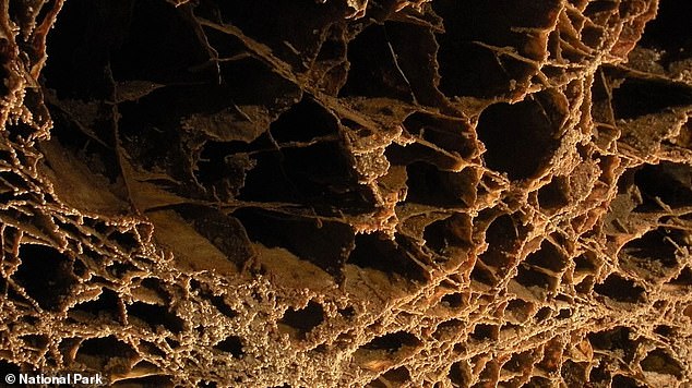 Above, another view of the 'boxwork' webs on the ceiling of Wind River Cave in South Dakota