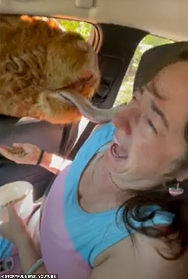 Hysterical footage showed the fluffy brown cow leaning her entire head into the passenger side window before ignoring her handful of grains and licking it, prompting her to burst into laughter.