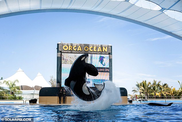 Male orca Keto (pictured) passed away at age 29 after 