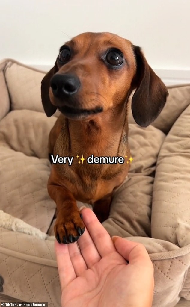 Even pets have gotten in on the trend, with Maple, a mini Scottish Dachshund, starring in a clip about the demure trend.