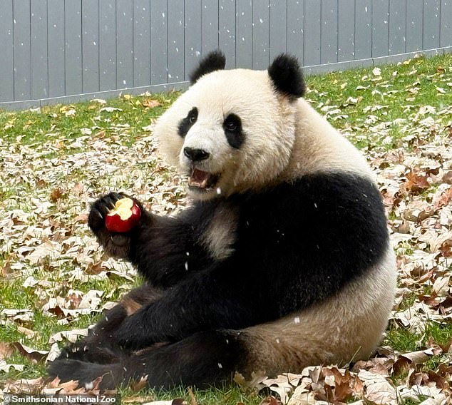 The panda couple even got to experience flurries of snow for the first time as they adjusted to their new home.