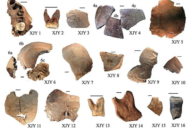 They found the remains of 16 individuals, which had large heads, wide skulls and immense teeth. Its head measurements, which were larger than those of Neanderthals and Homo sapiens, led the team to name a new prehistoric species called Homo juluensis.