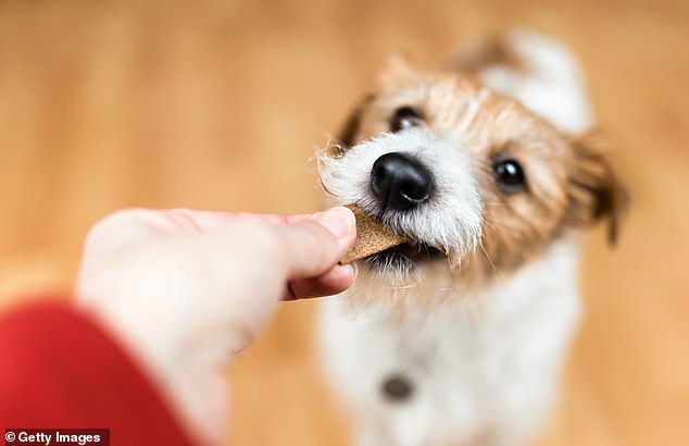 Salmonella can affect both pets through consumption and humans through handling contaminated products