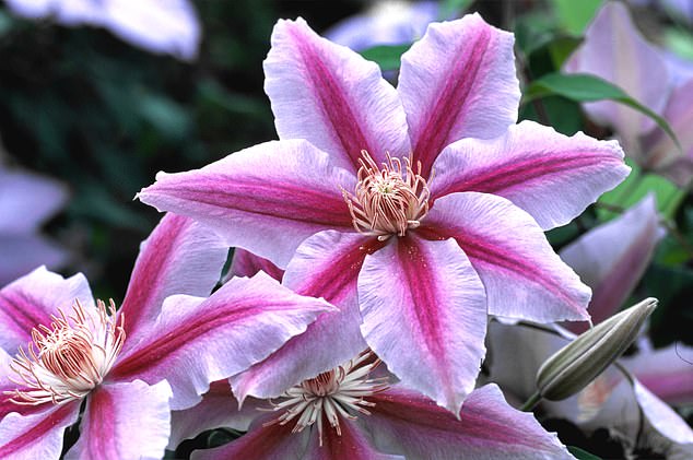 Winter-flowering clematis is a true stunner during the colder months, offering delicate flowers and lush green foliage.