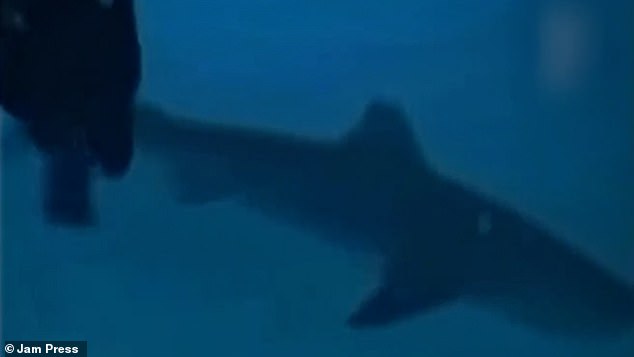 The diver miraculously managed to escape as the shark swam away.