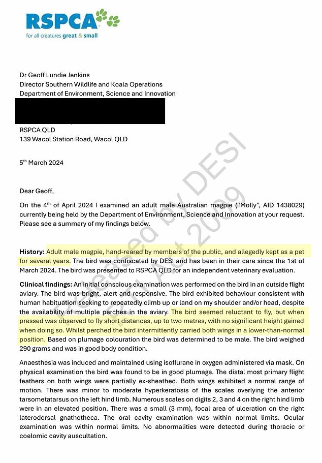 Daily Mail Australia revealed on Wednesday that RSPCA Queensland's wildlife veterinary director examined Moll after the bird was first confiscated and found it could not live in the wild.