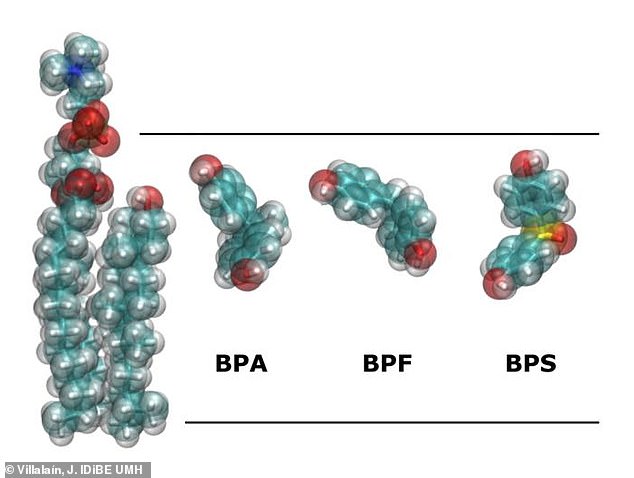 Two of the most widely used alternatives, bisphenol S (BPS) and bisphenol F (BPF), actually behave almost identically to the hazardous chemical they were designed to protect against.