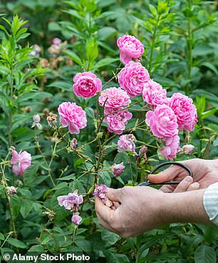 It is now a good idea to reduce the length of the stems of leggy roses to protect them from storms.