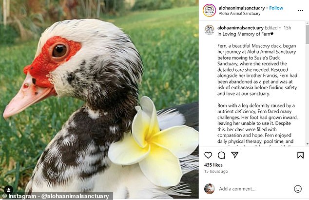 Pictured above is a duck that was rescued after being found with a deformed leg. He had to be euthanized due to the bird flu outbreak.