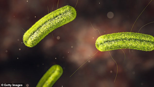 Listeria can be contracted by eating or handling contaminated food or by touching contaminated surfaces and utensils. Those infected with the potentially fatal disease include fever, muscle aches and fatigue, as well as headaches, stiff neck, confusion, loss of balance or seizures, according to the CDC. In the photo: Bacteria listeria