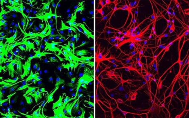 Some mice were genetically modified to be green and others to be red. The scientists then transplanted these cells into the brains of newborn mice.