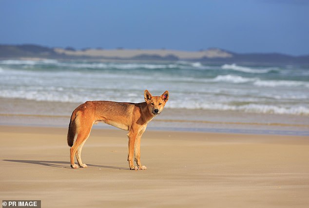 The popular island has more than 200 dingoes and if rangers determine that an animal could have been avoided by a car, a fine of up to $26,614 can be issued (dingo pictured in K'Gari).