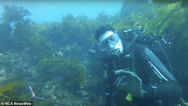 Diver Andy Nelson was searching for crayfish inside a cave without realizing that a 4 meter shark had been circling his partner Tim Ryan for five minutes. Image: supplied.