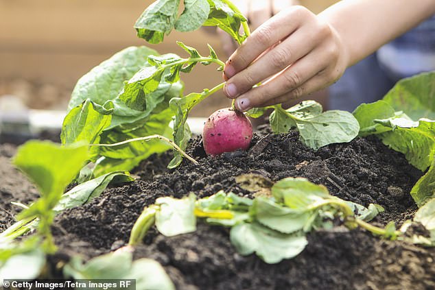 Jack, who has been a vegetarian for more than 40 years, prefers to grow as much food as possible, which is why the seedbed is essential to help produce crops during December and January (file image).