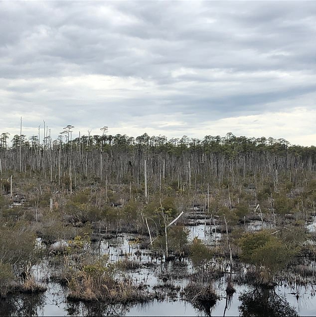 Rising sea levels are wiping out large swaths of coastal cypress and pine forests, causing them to lose their foliage and bark and turn into pale, leafless trunks.