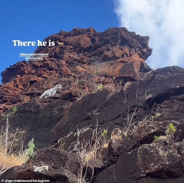 Despite the efforts of the Honolulu Fire Department, the Hawaii Department of Land and Natural Resources and the Hawaii Humane Society, the goat remained confined to the towering ledge.