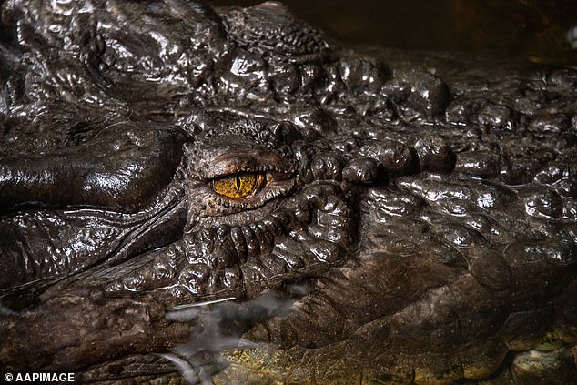 Saltwater crocodiles are very dangerous to humans and are responsible for at least several dozen attacks on people each year.