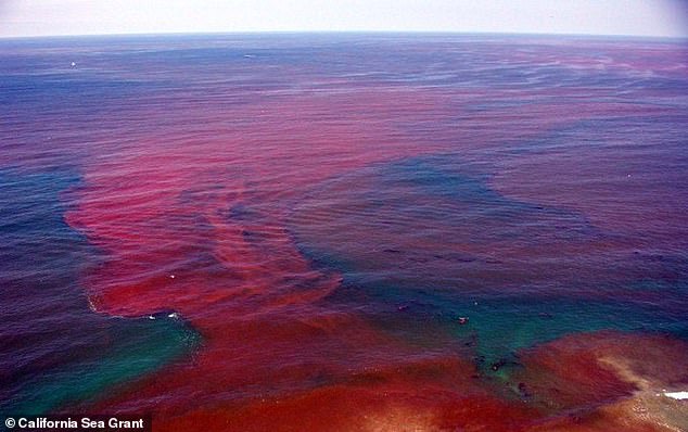 Bioluminescent red tide seen beginning to bloom on San Diego beaches