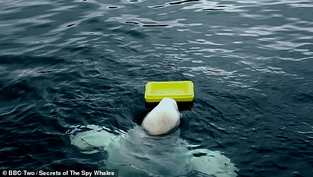 Other footage shows Hvaldimir retrieving what appears to be a yellow float from the sea as fans cheer him on.