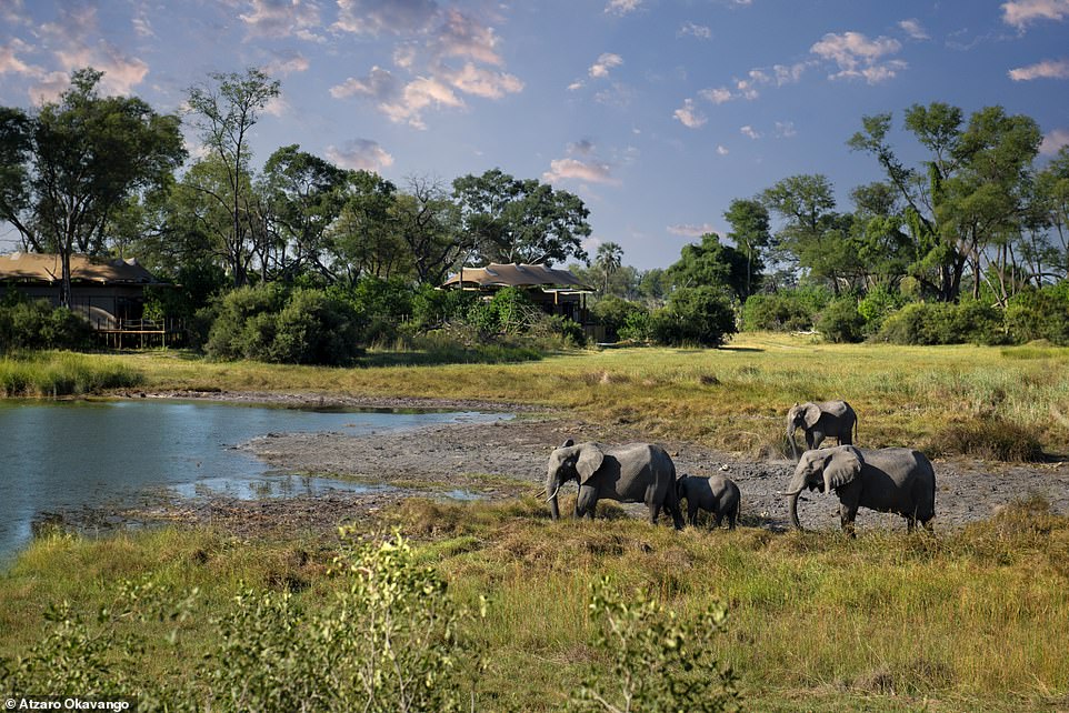 Elephants graze near the lodge, located between the Moremi game reserve and the Gomoti plains.