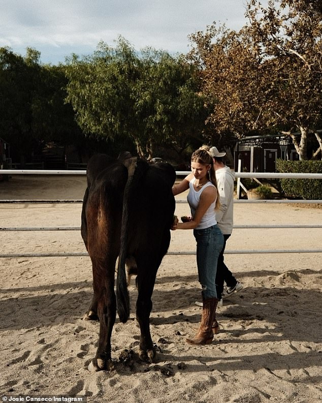 She and Johnnie were photographed grooming a cow in another image.