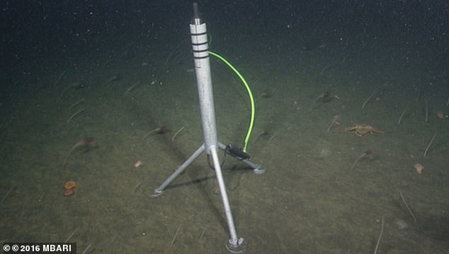 A hydrophone (pictured), or underwater microphone, embedded in the seafloor and connected to the Monterey Bay Aquarium Research Institute (MBARI) in Moss Landing, captured a series of clicks that piqued the curiosity of Will Oestreich, US National Science Foundation postdoctoral researcher MBARI fellow