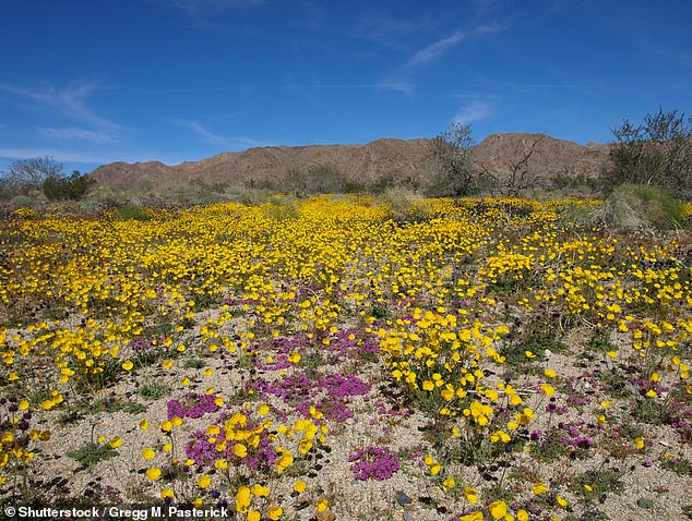 At the tribe's suggestion, Joshua Tree National Park is proposed to be expanded by 18,000 acres